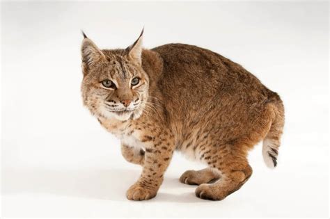 Lynx Cat Pet Youtube Pets Animals Us