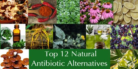 Top 12 Natural Antibiotic Alternatives