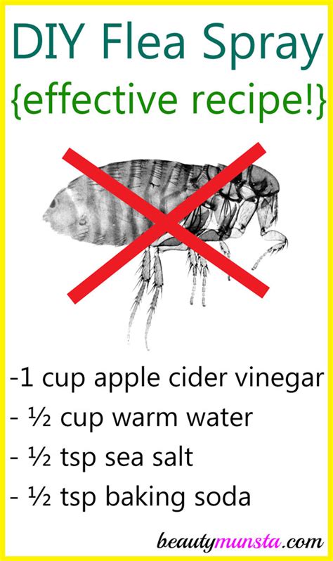 Does Apple Cider Vinegar Kill Fleas On Dogs
