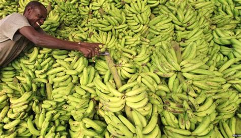 Kenya Scientists Deploy Crispr To Protect Bananas From Diseases Global Plant Protection News