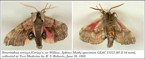 Cerisys Sphinx Moth Willow Sphinx One Eyed Sphinx Glacier National