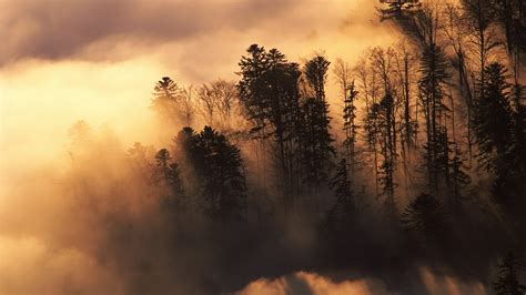 Nature Landscapes Trees Forest Sunlight Sunrise Sunset Clouds Fog Mist
