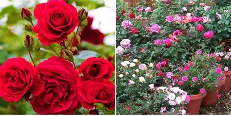 The first grew to a sturdy massive shrub with continuous fabulous blooming on sometimes 4ft stems. Growing Roses from Cuttings in Containers - A Full Guide ...