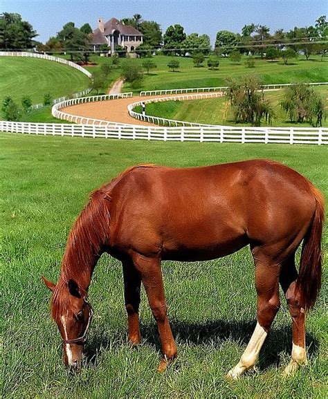 Lexington Kentucky Donamire Farm The Good Life For Horse By David