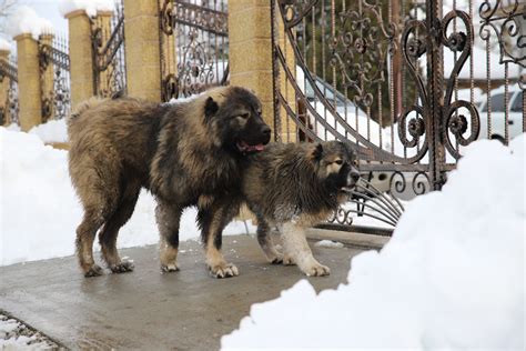 Caucasian Mountain Dog