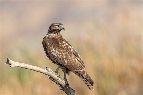 red tailed hawk — eastside audubon society