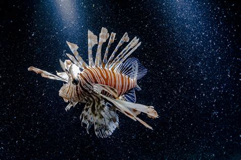 10 Deadliest Sea Creatures Meet The Most Dangerous Animals In The