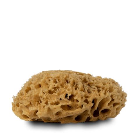 Handover Natural Honeycomb Sea Sponge Medium Approx 45 5 In