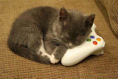 Pura Ternura Una Gatita Geek Es Una Experta Jugando Videojuegos