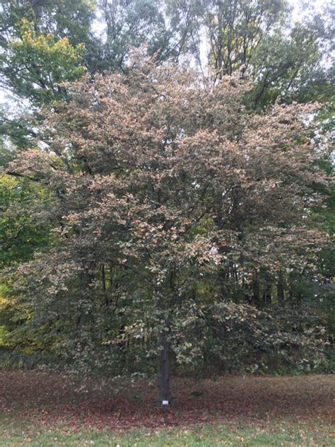 Tree Walk Tricolor European Beech Inniswood Garden Society