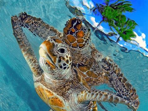 Turtle HD Wallpapers Desktop And Mobile Images Photos