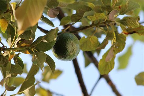 Avocado Diseases Visit Our Blog At Fruit Growers Supply