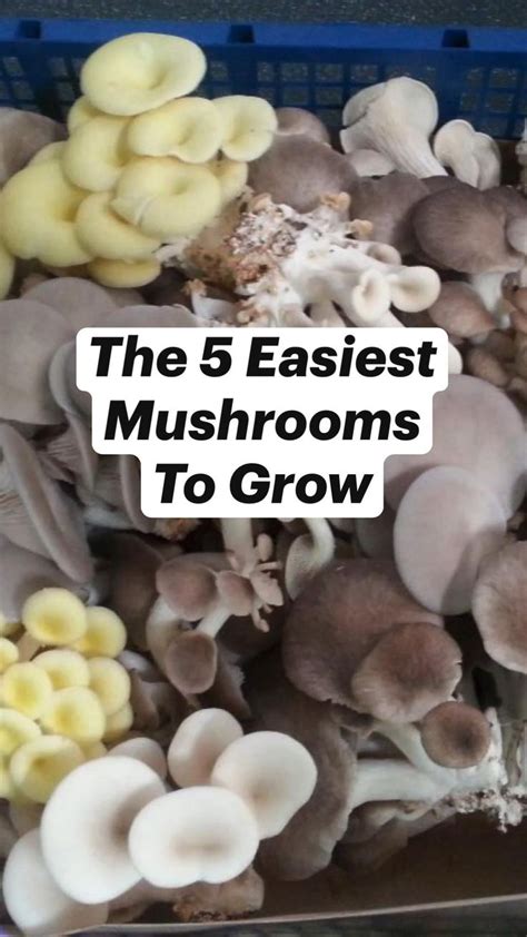 The 5 Easiest Mushrooms To Grow Jardins Jardinage Potager