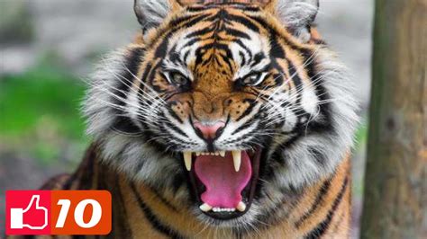 Facts about animals helps kids explore the world of animals. Top 10: Fascinating Facts About Tigers All About Animals ...