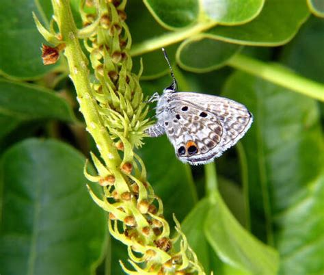 10 Endangered Butterflies And Their Host Plants Save Our Monarchs