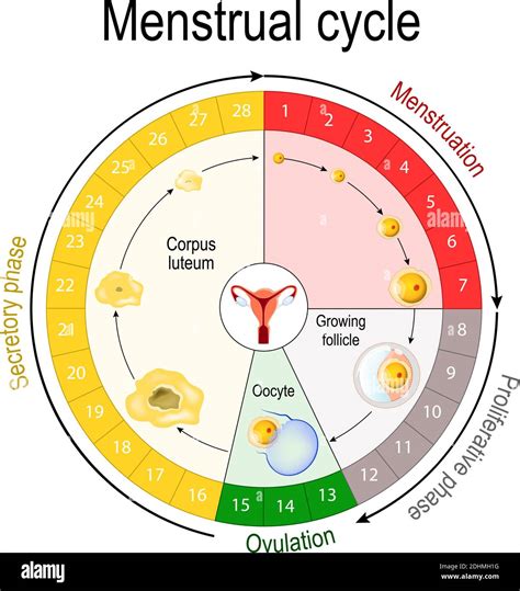Menstrual Cycle Graphic Detailed Follicular Development Stock