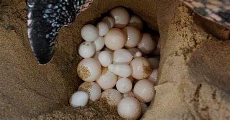 I forget what to do with them when they start. How to know what turtle's eggs look like - Quora