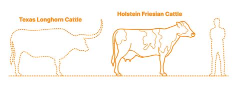 Holstein Friesian Cattle Dimensions And Drawings