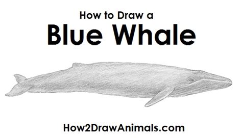 It's friday, so be sure to post all of your art to the. How to Draw a Blue Whale