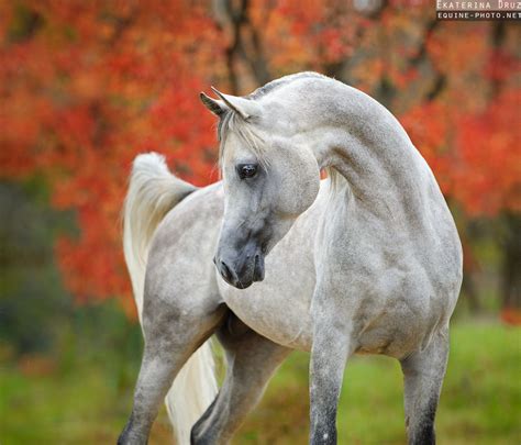 Photos Of Arabian Horses By Ekaterina Druz Equine Photography Arabian