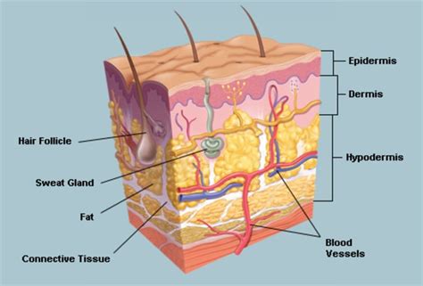 The Skin Human Anatomy Picture Definition Function And Skin