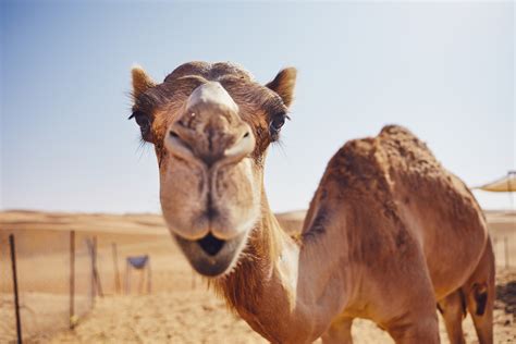 How Camels That Live In The Desert Can Survive For Weeks Without Water Todayuknews