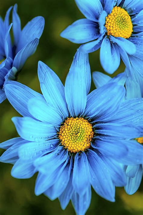 The Rare Blue Daisy Photograph By Ryan Manuel Pixels
