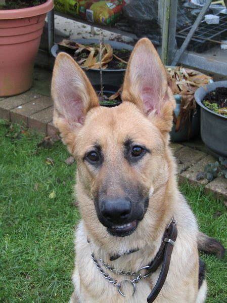 Narla 8 Month Old Female German Shepherd Dog Available For Adoption
