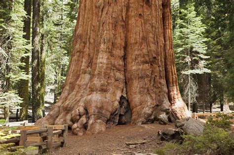 Of The Tallest Trees In The World