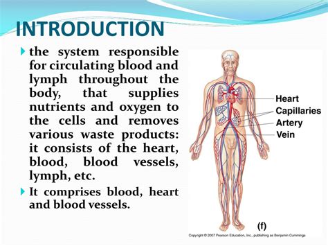 Ppt Human Circulatory System Powerpoint Presentation Free Download