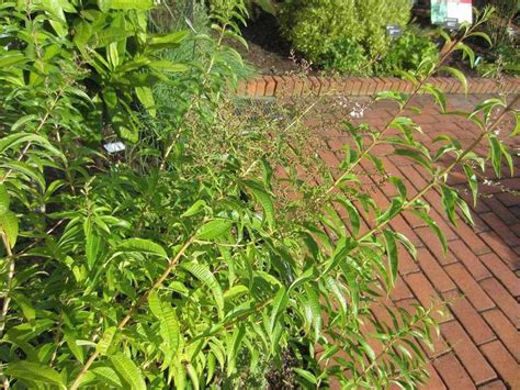 I bought lemon verbena as tube stock and planted in a pot where it seem to do nothing. Images Of Lemon Verbena Alousia Trifolia / Spice Pages Lemon Verbena Lippia Aloysia Triphylla ...