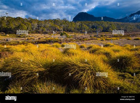 Australia Tasmania Cradle Mt Lake St Clair National Park Button Grass