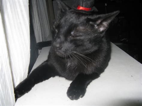 Black Cat With A Hat Cat Gku