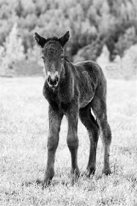 A Newborn Black Icelandic Horse Foal Photograph By Kathleen Smith