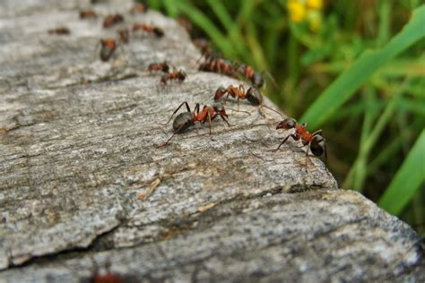 Bastano alcuni semplici ed efficaci rimedi naturali. Rimedi naturali contro le formiche - I Rimedi della Nonna