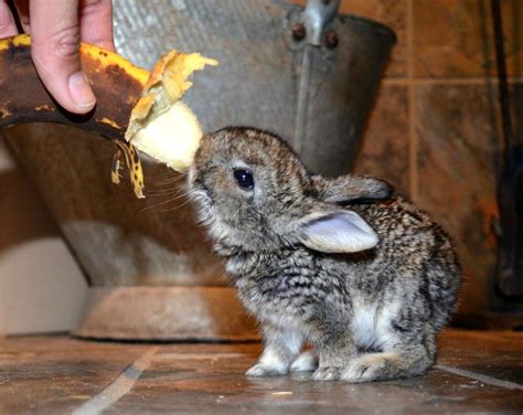 Cute Bunny Pictures That Will Make You Say Aww 30 Pics