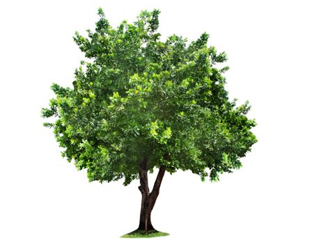 Árbol Png Transparente Png All