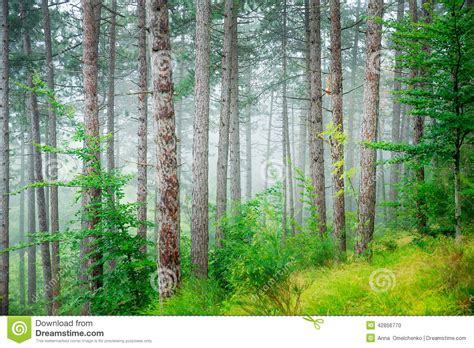 Beautiful Pine Tree Forest Stock Photo Image 42856770