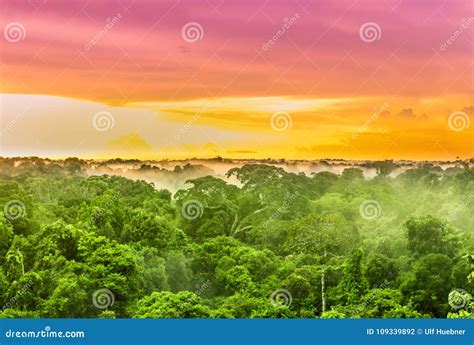 Pink Sunset Over The Amazon Rain Forest In Brazil Stock Photo Image