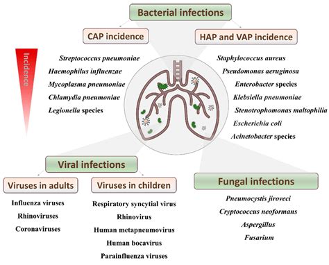 Streptococcus Pneumoniae Causes Prevention Treatment Vrogue Co