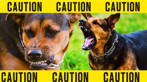 Top Most Aggressive Dog Breeds 🦮 Understanding And Preventing Dog