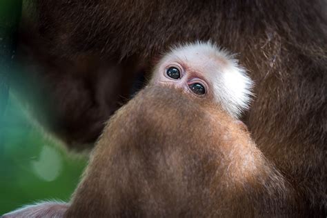 Stump Tailed Macaque Baby Sean Crane Photography