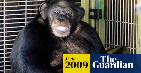 Chimpanzee Shot After Attack Outside New York Us News The Guardian