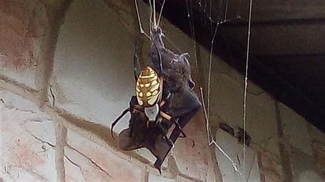 bat eating spider catches big snack in web outside texas home abc7 new york