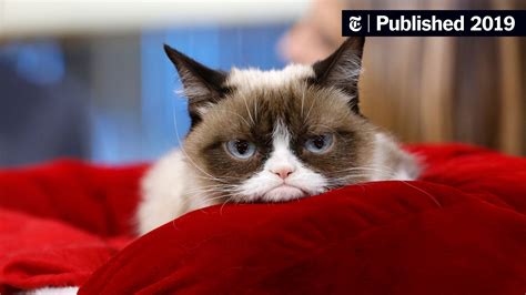 Grumpy Cat Internet Celebrity With A Piercing Look Of Contempt Is Dead At 7 The New York Times