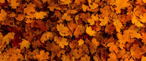 Fallen Leaves Wallpaper 4k Autumn Maple Leaves Texture
