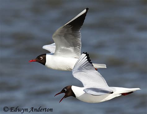 Black Headed Gull Species Information And Photos