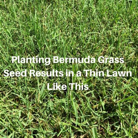 Planting Bermuda Grass Seed Houston Grass South Video Pearland Katy