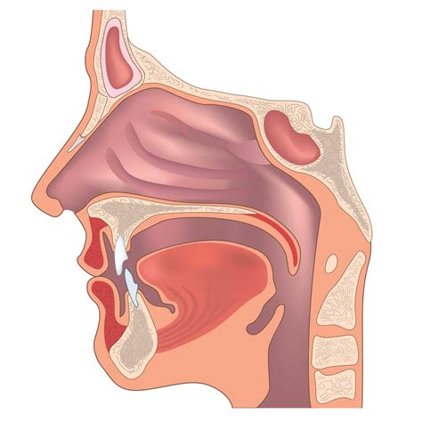 Ear Nose Throat Diagram