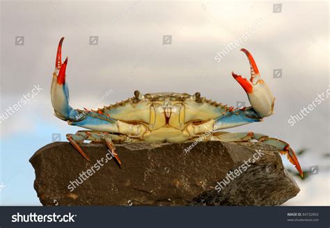 Live Blue Crab Fight Pose On Stock Photo Edit Now